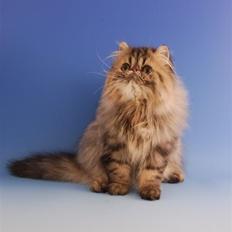 Perser Coco dk Swingtime's 