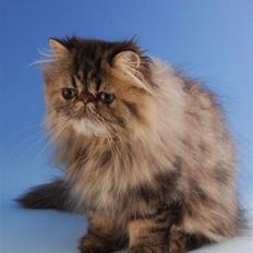 Perser Coco dk Swingtime's 