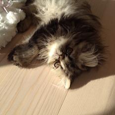 Perser Coco dk Swingtime's 