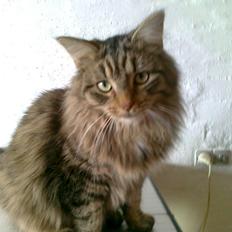 Blanding af racer Felix RIP