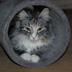 Norsk Skovkat DK-Salethco's Shakirah of Conkar