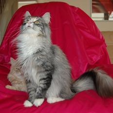 Norsk Skovkat DK-Salethco's Shakirah of Conkar