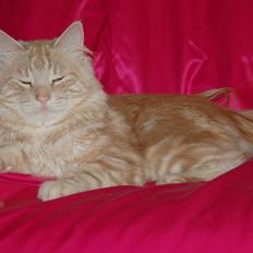 Norsk Skovkat DK-Cats by Rass Alfa