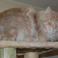 Norsk Skovkat DK-Cats by Rass Alfa