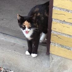 Blanding af racer Fnuggi - tidligere mis <3