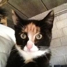 Blanding af racer Fnuggi - tidligere mis <3