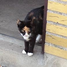 Blanding af racer Fnuggi - tidligere mis <3