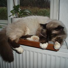 Hellig Birma Fjolle(Folle)