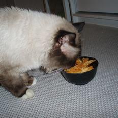 Hellig Birma Fjolle(Folle)