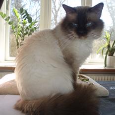 Hellig Birma Fjolle(Folle)