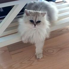 Perser Chanel annabel Luna be beauperfield dk 