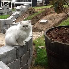 Perser Chanel annabel Luna be beauperfield dk 