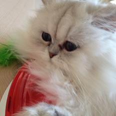 Perser Chanel annabel Luna be beauperfield dk 