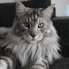Maine Coon Cherry Cashew