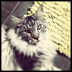 Maine Coon Cherry Cashew