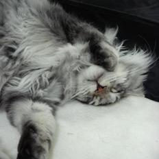 Maine Coon Cherry Cashew