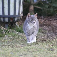 Huskat Lille Mis'mis