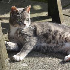 Huskat Lille Mis'mis