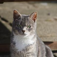 Huskat Lille Mis'mis