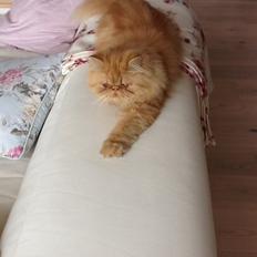 Perser Gucci misty Brown's 