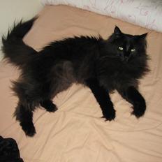 Norsk Skovkat Lurifaks