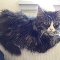 Maine Coon Molly