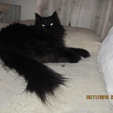 Norsk Skovkat Lurifaks