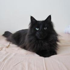 Norsk Skovkat Lurifaks