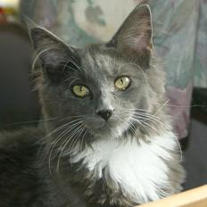 Maine Coon Lykkekatte´s Vanessa