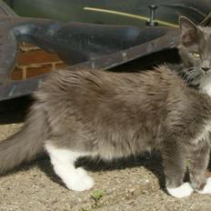 Maine Coon Lykkekatte´s Vanessa