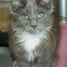 Maine Coon Lykkekatte´s Vanessa