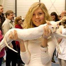 Siameser LihmeRex Vasili Mussie