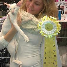 Siameser LihmeRex Vasili Mussie