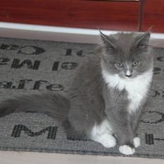 Maine Coon Lotus