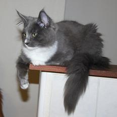Maine Coon Lotus
