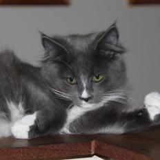 Maine Coon Lotus