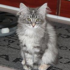 Maine Coon Penny *Sov sødt*