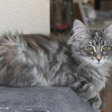 Maine Coon Penny *Sov sødt*