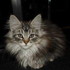 Norsk Skovkat DK Zalethco´s Yoyo