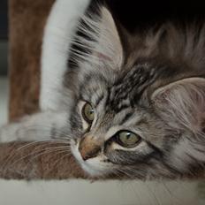 Norsk Skovkat DK Zalethco´s Yoyo