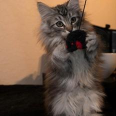 Norsk Skovkat DK Zalethco´s Yoyo