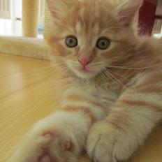 Blanding af racer Mufasa (Muffe)