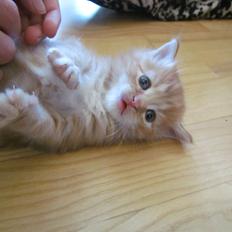 Blanding af racer Mufasa (Muffe)