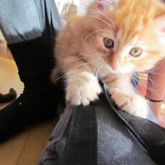 Blanding af racer Mufasa (Muffe)