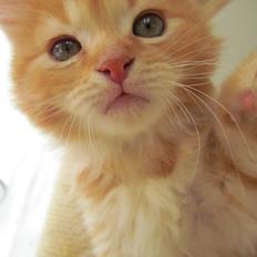 Blanding af racer Bastian