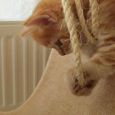 Blanding af racer Bastian