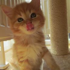 Blanding af racer Bastian