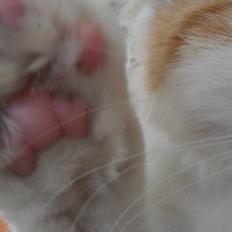 Blanding af racer Bailey