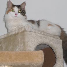 Blanding af racer Bailey