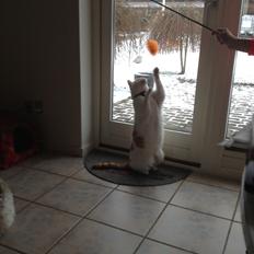 Blanding af racer Plys